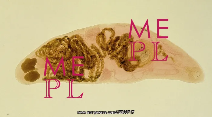 : Halipegus hessleri, parasitic worm : Halipegus hessleri, parasitic worm
