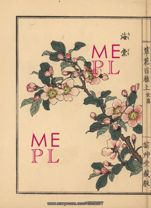 : Hall crab apple, Malus halliana : Hall crab apple, Malus halliana