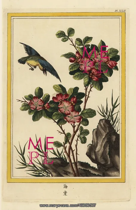 : Hall crabapple, Malus halliana : Hall crabapple, Malus halliana