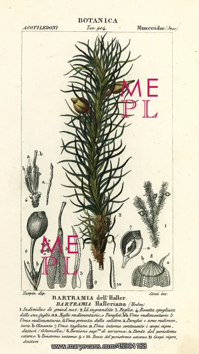 : Haller's apple moss, Bartramia halleriana : Haller's apple moss, Bartramia halleriana