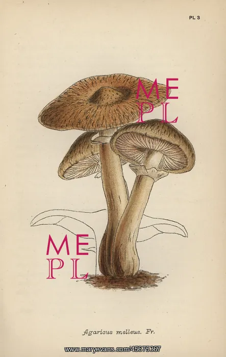  : Hallimasch mushroom, Agaricus melleus