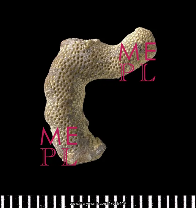 : Hallopora, bryozoan : Hallopora, bryozoan
