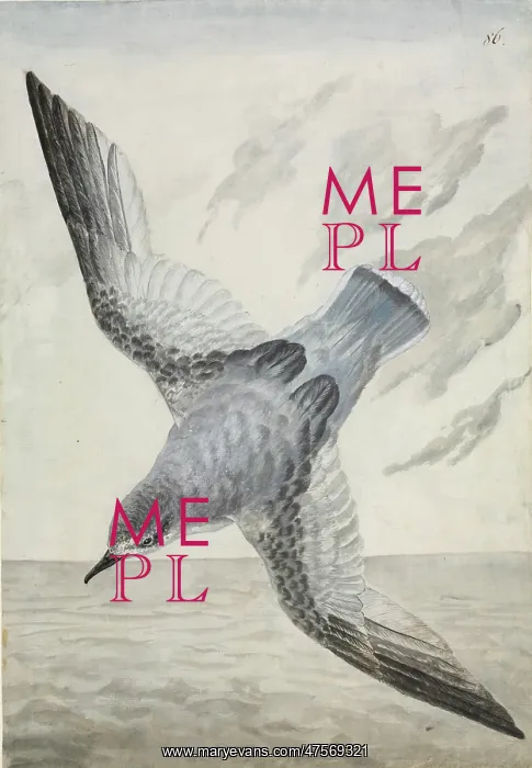 : Halobaena caerulea, blue petrel : Halobaena caerulea, blue petrel