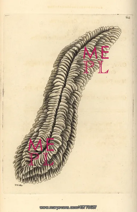 : Halomitra pileus coral : Halomitra pileus coral