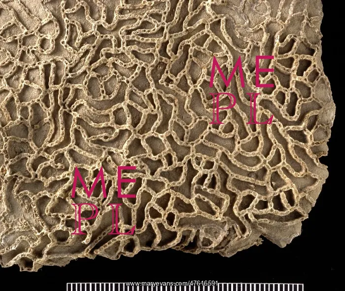 : Halysites, chain coral : Halysites, chain coral