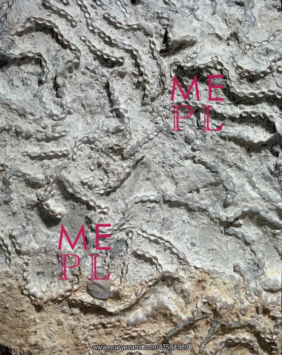 : Halysites a coral : Halysites a coral