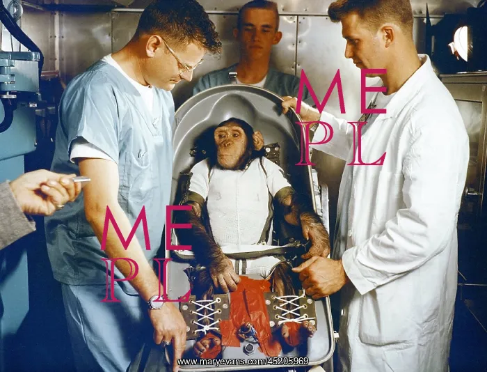 : Ham, a three-year-old chimpanzee, in his ? : Ham, a three-year-old chimpanzee, in his ?