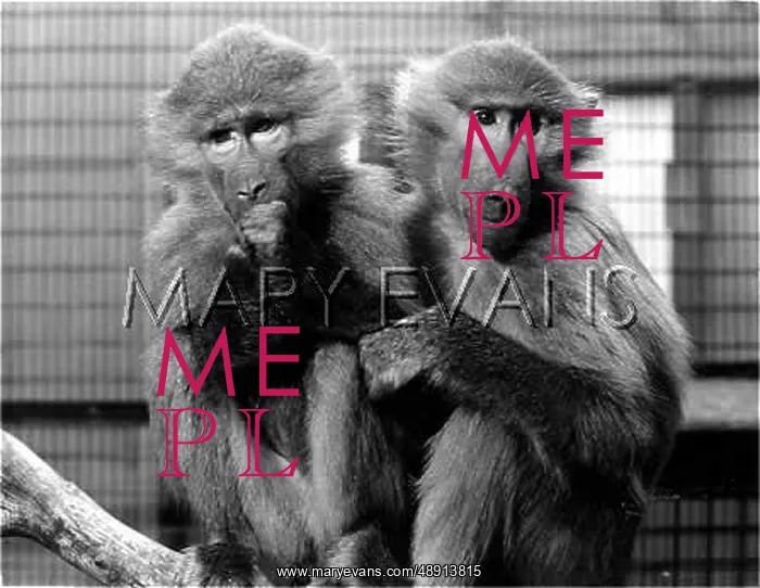  : HAMADRAYAS BABOONS