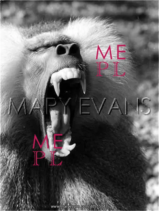 : HAMADRYAS BABOON : HAMADRYAS BABOON