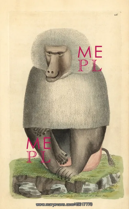 : Hamadryas baboon, Papio hamadryas : Hamadryas baboon, Papio hamadryas