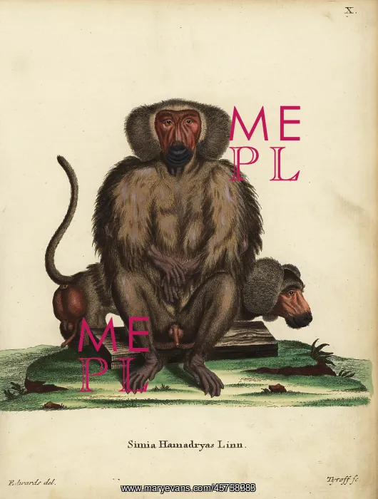 : Hamadryas baboon, Papio hamadryas : Hamadryas baboon, Papio hamadryas