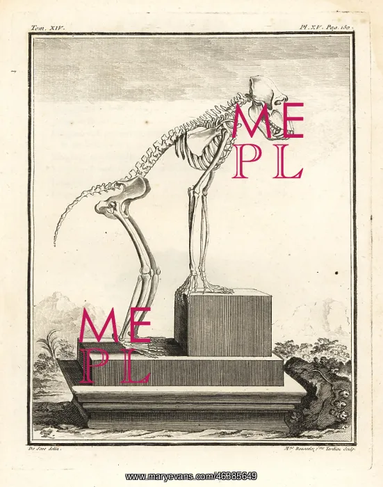 : Hamadryas baboon skeleton, Papio hamadryas
