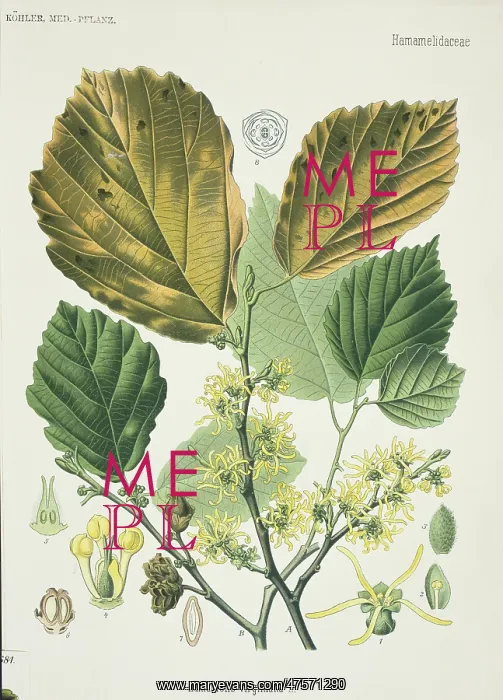 : Hamamelis virginiana, witch hazel : Hamamelis virginiana, witch hazel