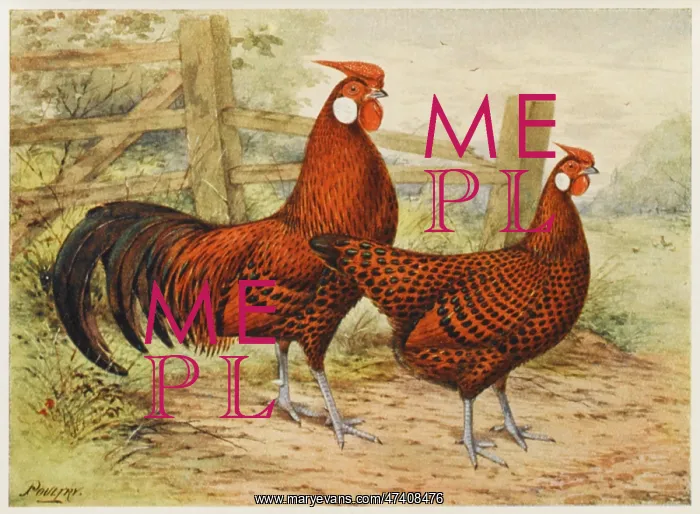  : HAMBURGH COCK & HEN