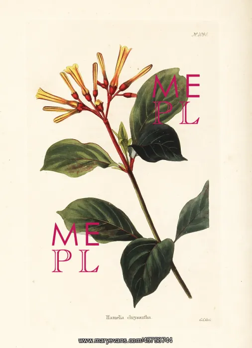 : Hamelia chrysantha : Hamelia chrysantha