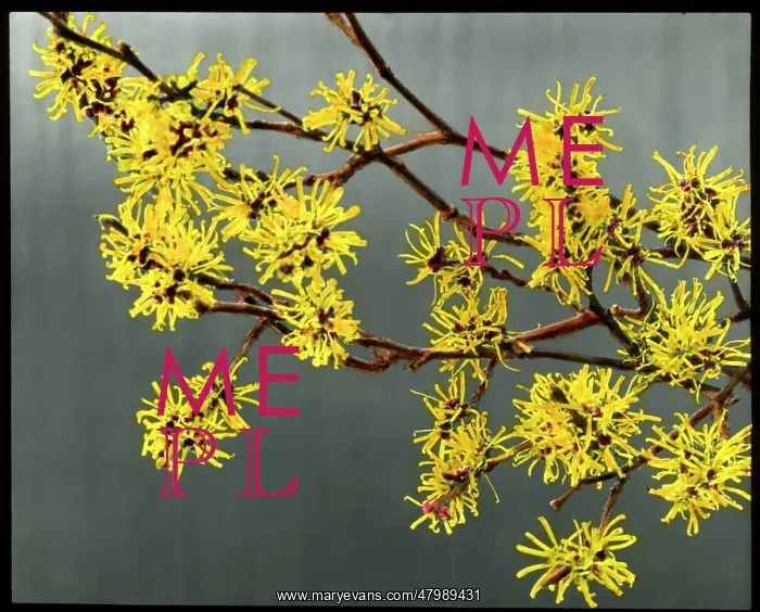 : Hamemalis Mollis (Witch Hazel) : Hamemalis Mollis (Witch Hazel)