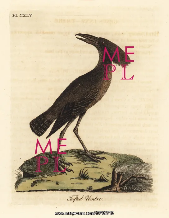 : Hamerkop, Scopus umbretta : Hamerkop, Scopus umbretta