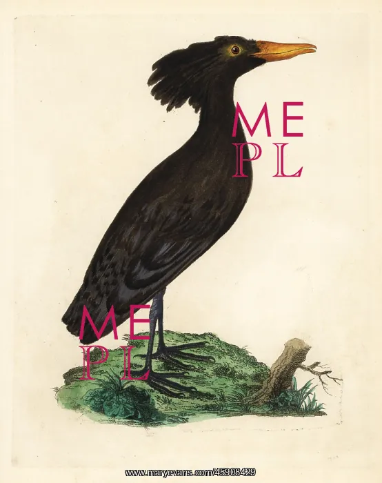 : Hamerkop or umbre, Scopus umbretta : Hamerkop or umbre, Scopus umbretta