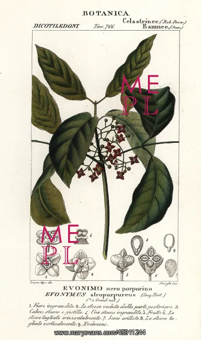 : Hamilton's spindletree, Euonymus hamiltonianus : Hamilton's spindletree, Euonymus hamiltonianus
