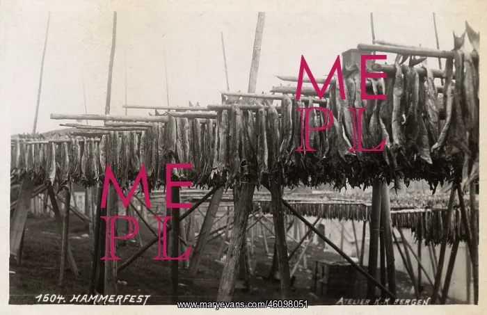 : Hammerfest - Norway - drying fish on racks : Hammerfest - Norway - drying fish on racks
