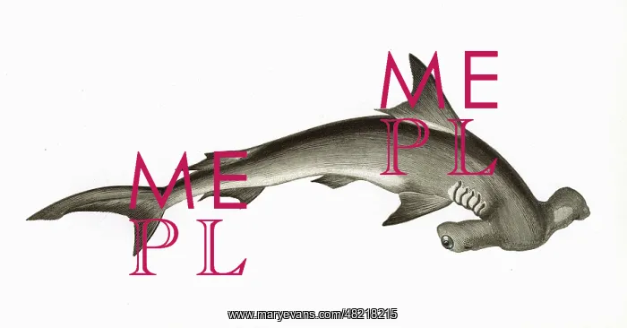 : Hammerhead Shark : Hammerhead Shark