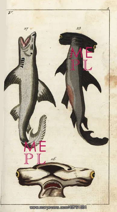 : Hammerhead shark and white shark : Hammerhead shark and white shark