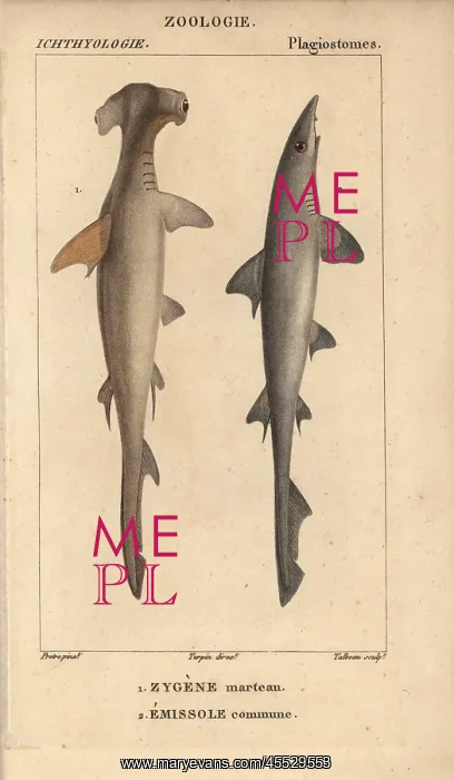 : Hammerhead, Sphyrna zygaena, and smooth hound : Hammerhead, Sphyrna zygaena, and smooth hound