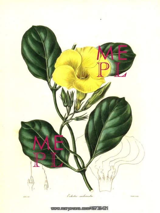  : Hammock viper's-tail or wild allamanda, Pentalinon luteum