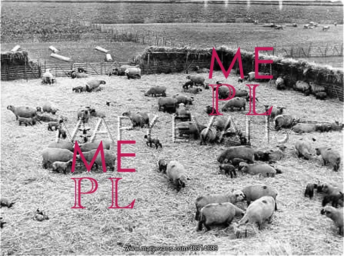 : HAMPSHIRE DOWN SHEEP : HAMPSHIRE DOWN SHEEP