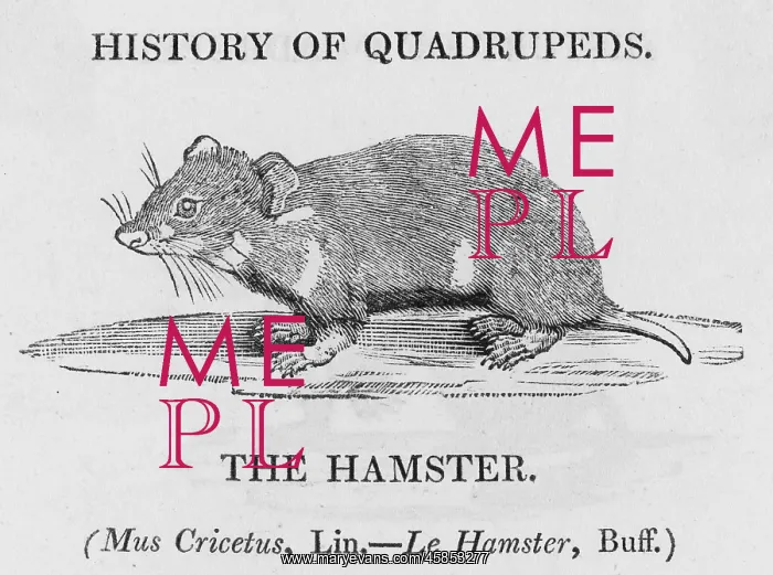 : HAMSTER (BEWICK) : HAMSTER (BEWICK)