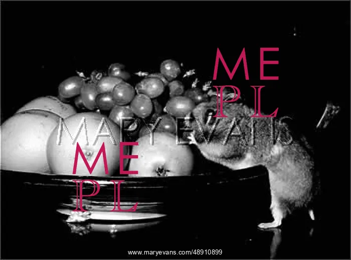  : HAMSTER / FRUIT BOWL 1970S