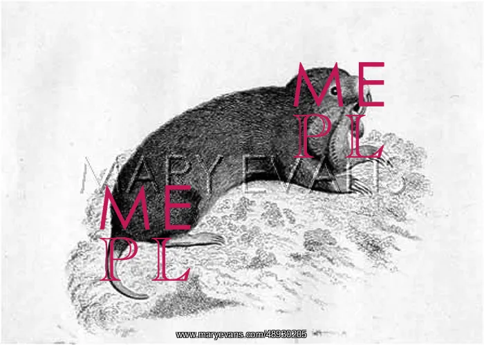 : HAMSTER (GRIFFITH) : HAMSTER (GRIFFITH)