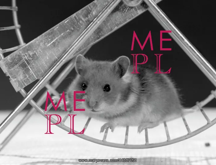  : Hamster Running On Exercise Wheel