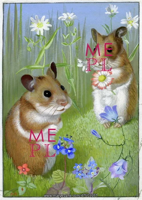 : Hamsters amongst wild flowers : Hamsters amongst wild flowers