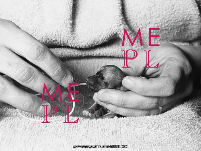 : HAND-FEEDING A PUPPY : HAND-FEEDING A PUPPY