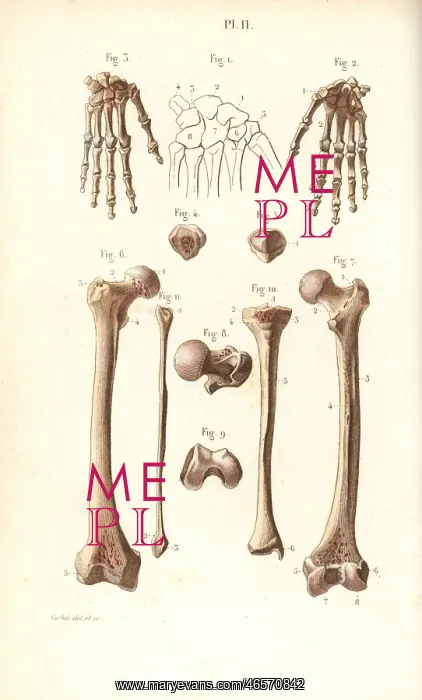 : Hand, hip and leg bones: femur and tibia : Hand, hip and leg bones: femur and tibia