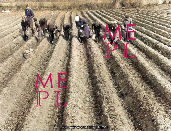 : HAND-PLANTING POTATOES : HAND-PLANTING POTATOES