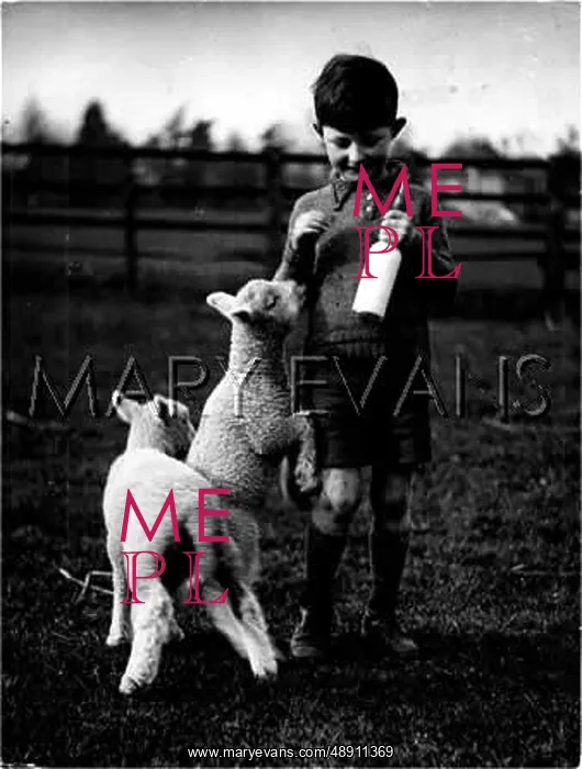 : HAND-REARED LAMBS : HAND-REARED LAMBS
