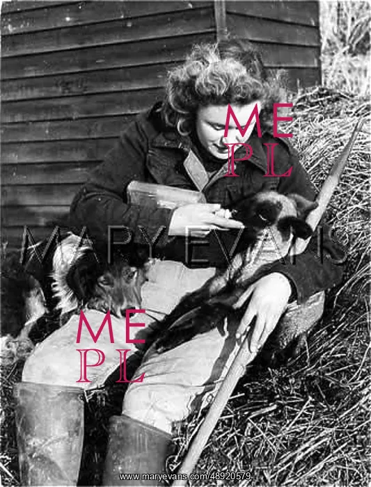 : HAND-REARING A LAMB : HAND-REARING A LAMB