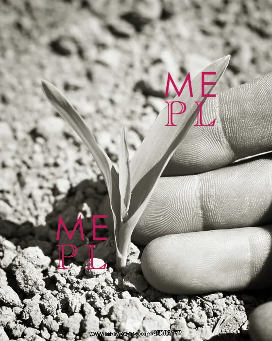 : Hand Touching the Leaves of a Young Corn Plant : Hand Touching the Leaves of a Young Corn Plant