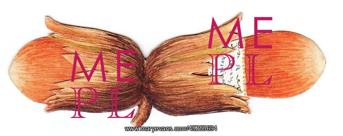 : Handmade Christmas card in the shape of nuts : Handmade Christmas card in the shape of nuts