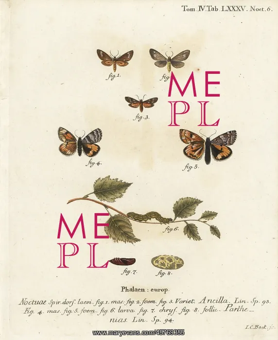 : Handmaid moth and orange underwing moth : Handmaid moth and orange underwing moth