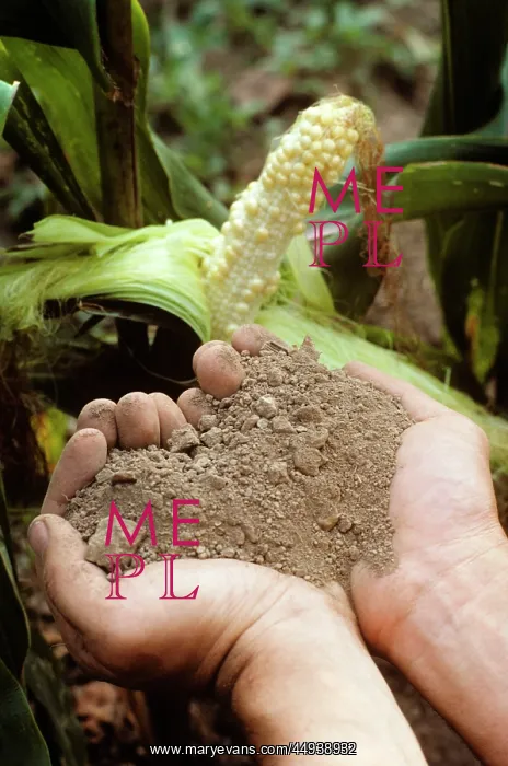 : Hands Holding Dry Soil Drought-Affected Corn : Hands Holding Dry Soil Drought-Affected Corn