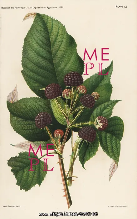 : Hannibal raspberry, Rubus idaeus : Hannibal raspberry, Rubus idaeus