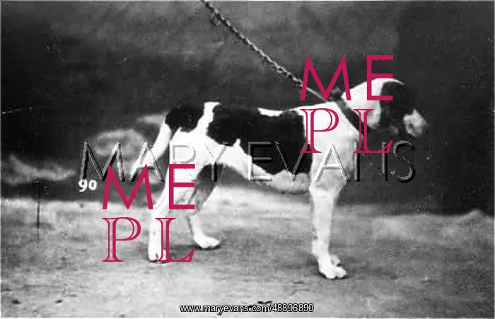 : HANNOVER / BEAGLE : HANNOVER / BEAGLE