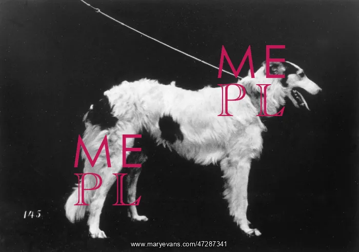  : HANNOVER / BORZOI
