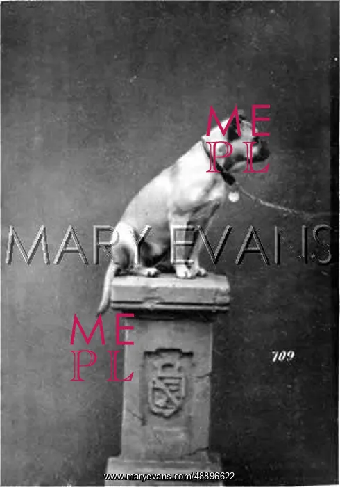 : HANNOVER / BULLDOG : HANNOVER / BULLDOG