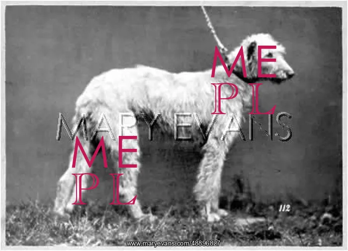 : HANNOVER / DEERHOUND : HANNOVER / DEERHOUND
