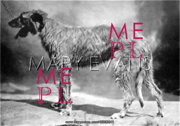  : HANNOVER / DEERHOUND
