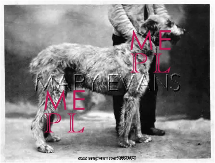  : HANNOVER / DEERHOUND